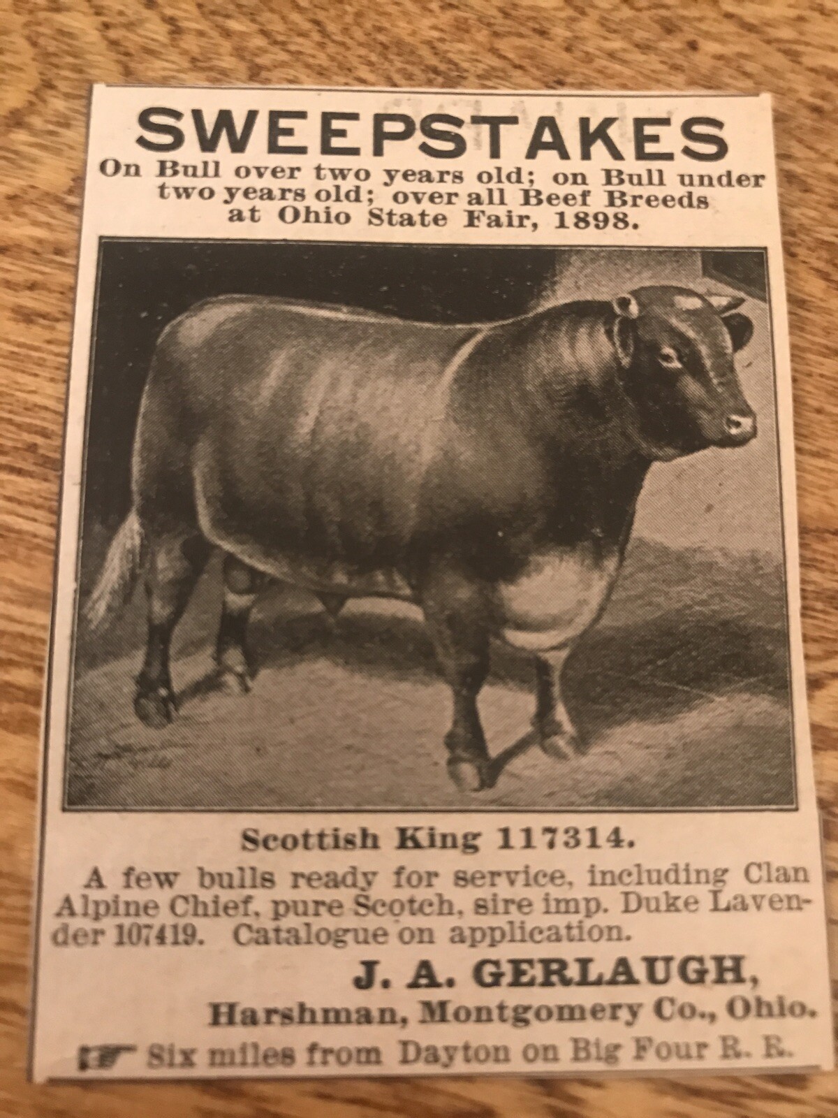 1899 J.A. Gerlaugh Cattle Sale – Harshman – Ohio – Cow Advertising