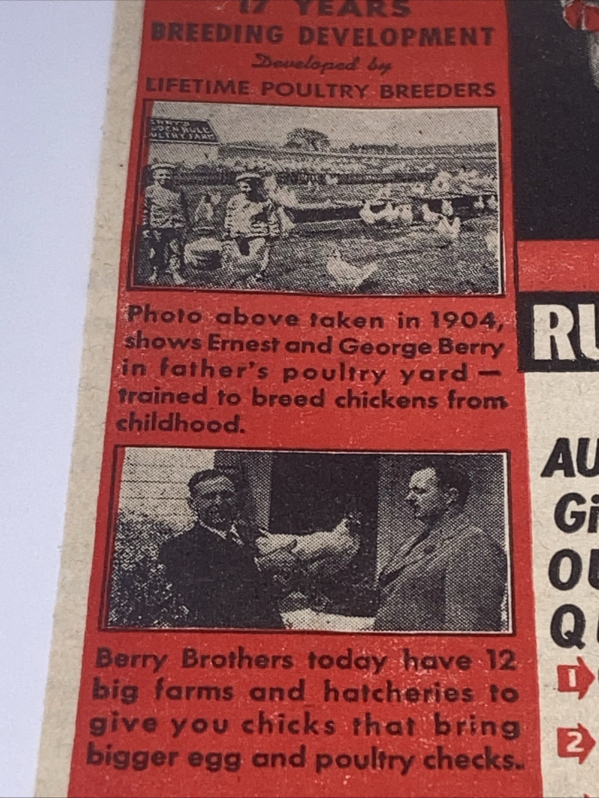 Berry’s Austra-Whites Poultry Vintage Print Ad 1945 5.25”X11” Hybrid Chickens PT