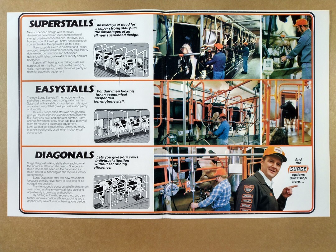 1981 Surge Dairy Cow Milking Stalls vintage print Ad