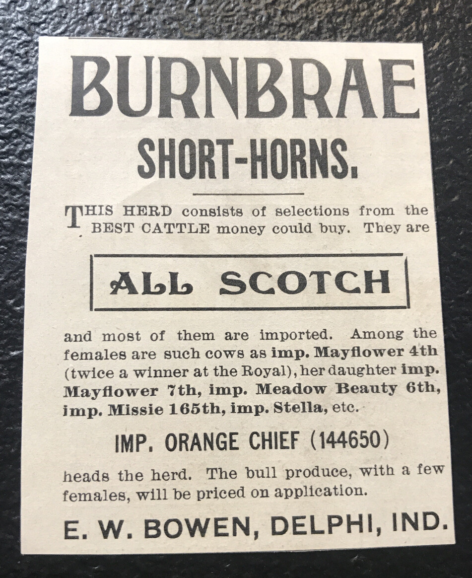 1902 Burnbrae Bowen Farm – Cattle Advertising – Delphi – Indiana – Cow