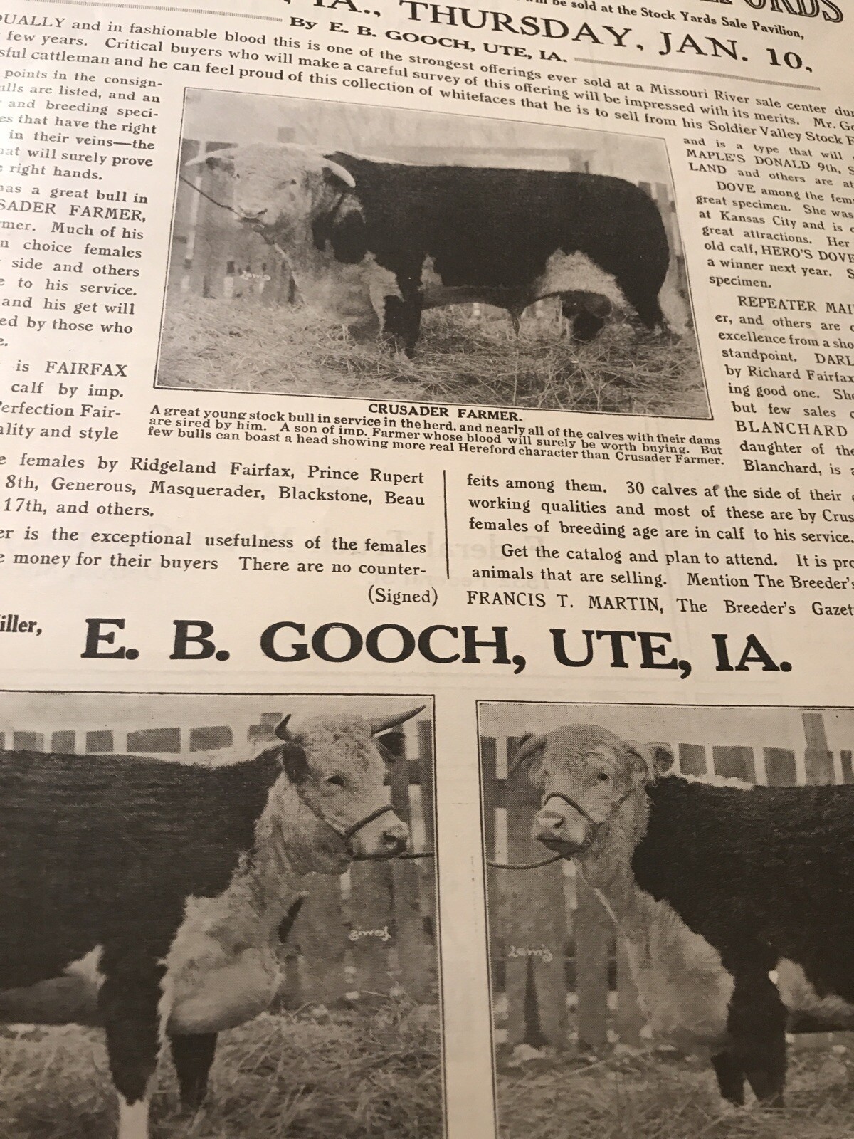 1917 Cattle Livestock Public Sale Poster – Sioux City – Iowa – Cow Advertising