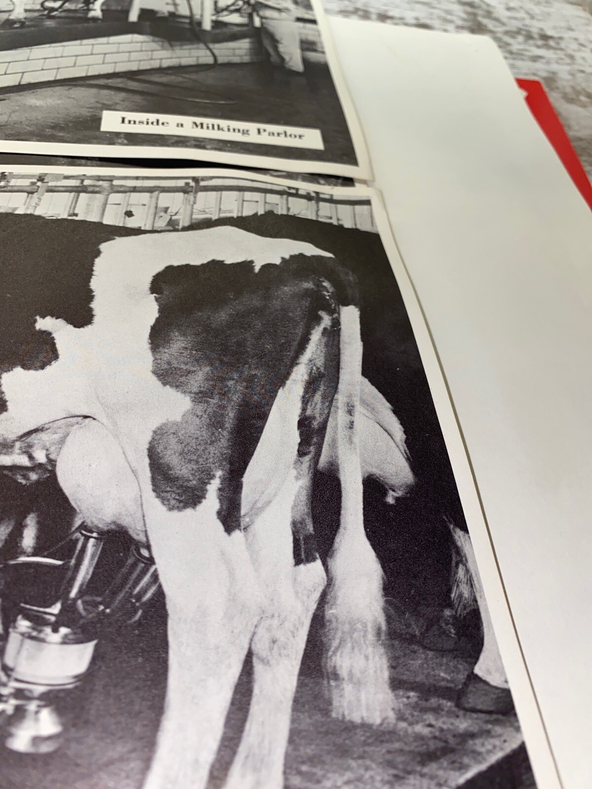 2 Vintage 9×13 Poster Black & White In A Milking Barn Inside A Milking Parlor