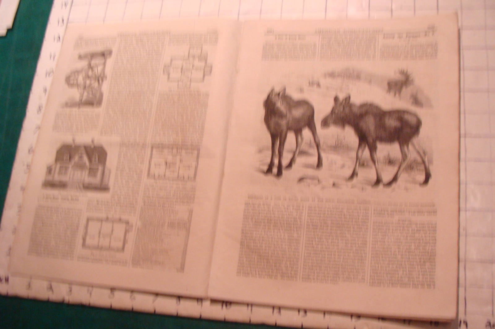 Vintage American Agriculturist 1876 august: TIGER, big puzzle, CRANDALL ADS