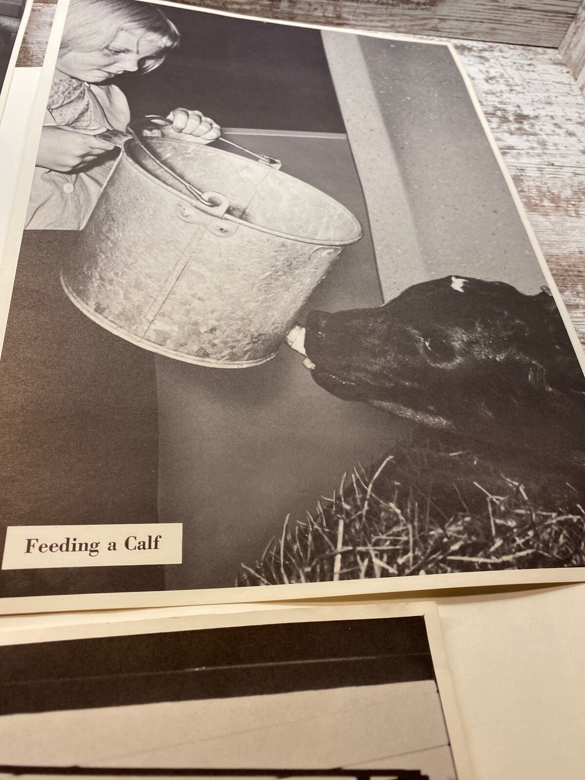 3 Vintage 9×13 Posters Washing Cows Udder Feeding A Calf Dairy Farm The South