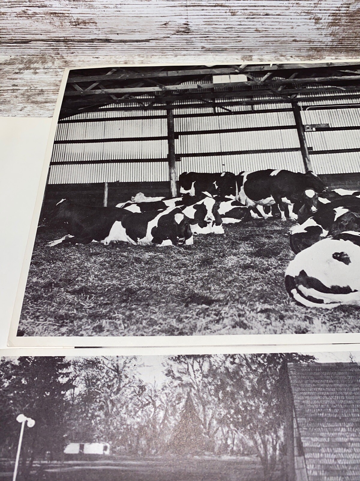 2 Vintage 9×13 Poster Cows Going In A Milking Parlor A Loafing Barn