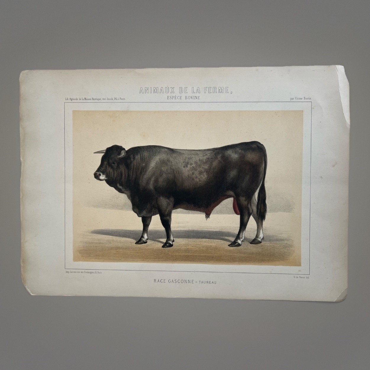 5 Lithographs Prints Of Bovine Species By Victor Borie (1818-1880) Farm Animals