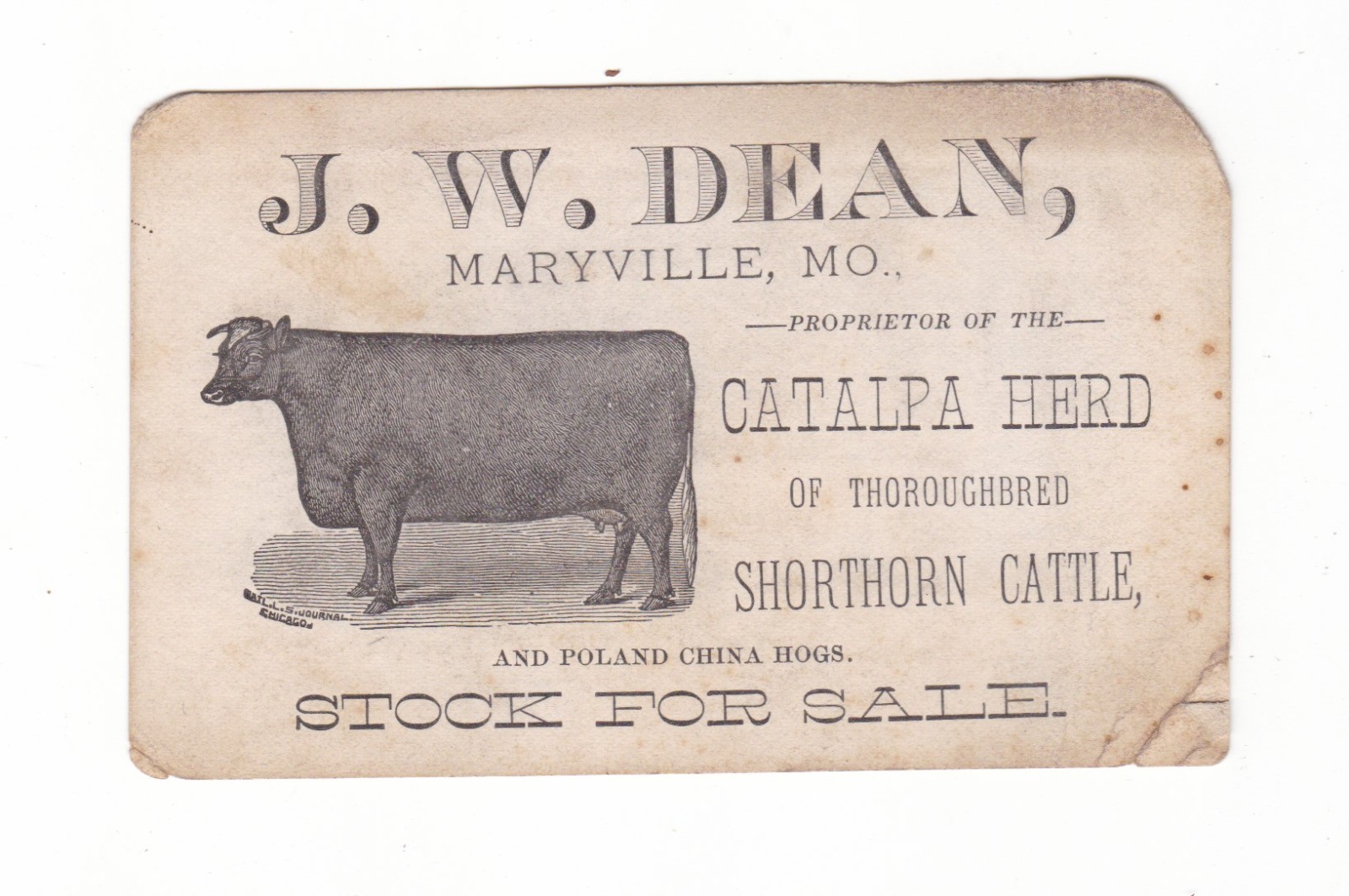 Maryville, Missouri antique business card / Shorthorn Cattle / J.W. Dean
