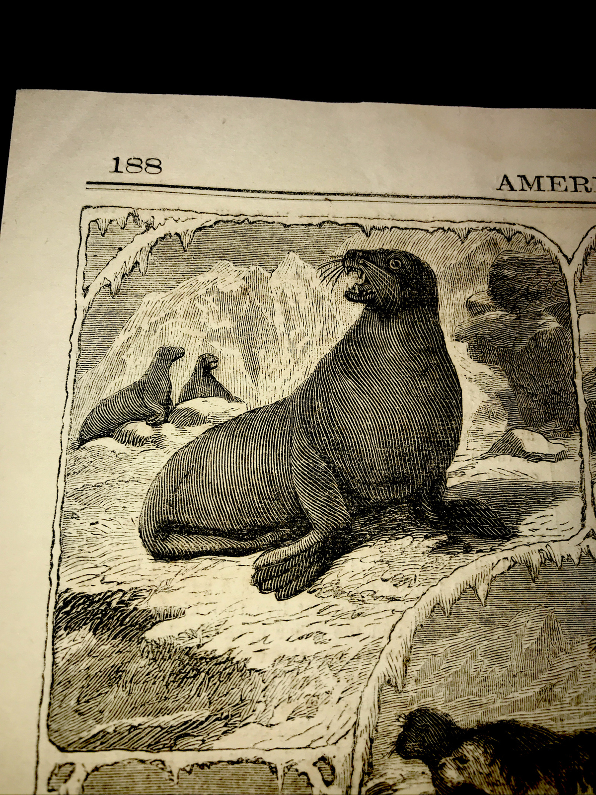 ORIGINAL 1873 ANIMALS OF THE SEAL FAMILY Engraving Advertising