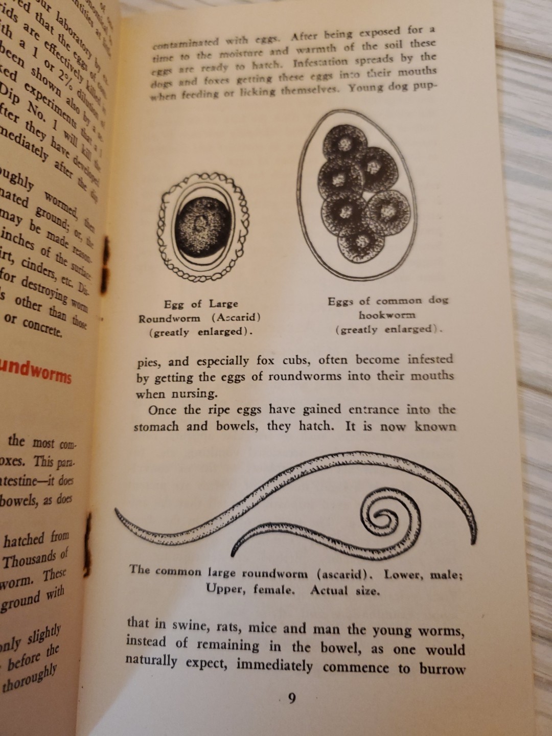 1927 NEMA Worm Capsules Prevention of Dog Diseases Parke Davis & Co. Brochure