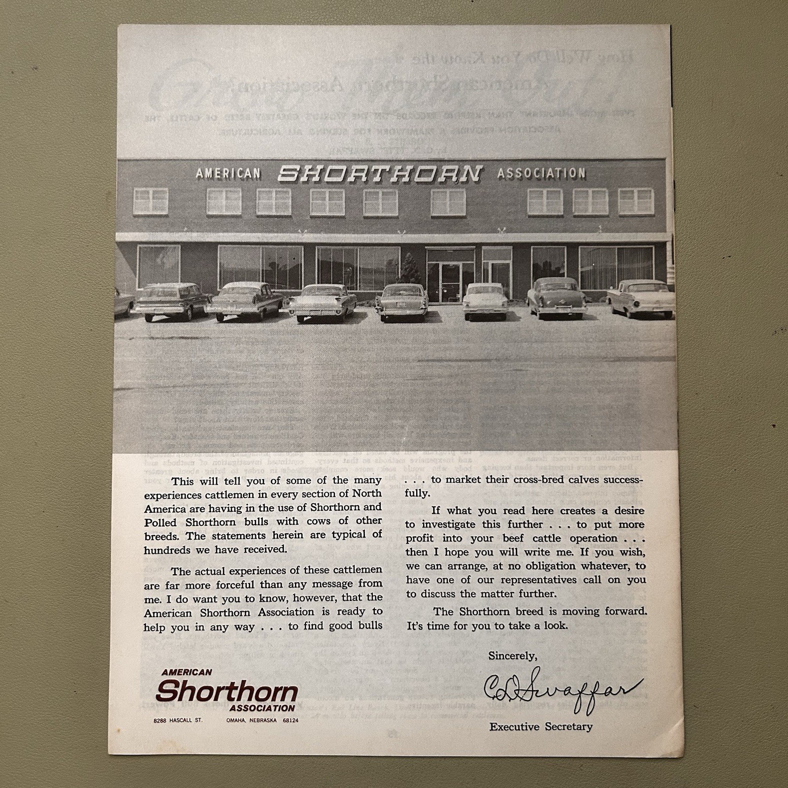 American Shorthorn Association Shorthorns Best For Crossing