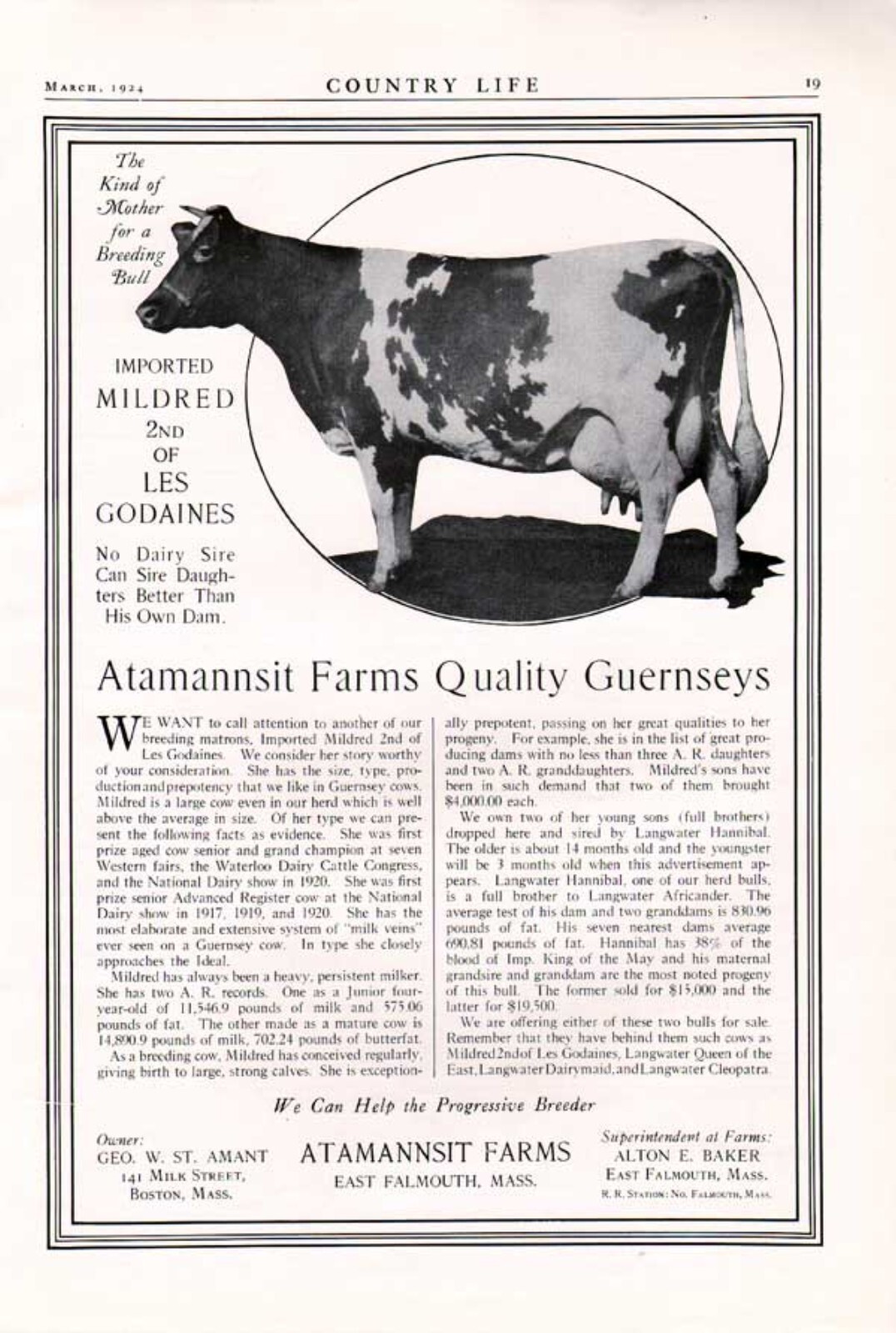 1924 GUERNSEY FARM DAIRY COW BREEDER ATAMANNSIT EAST FALMOUTH MILDRED AD 6258
