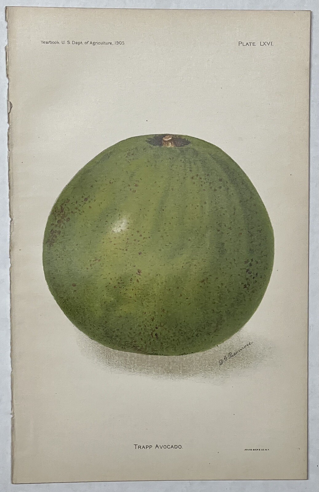 Original C1900 Print Lot,Apple,Grape,Avocado,Loquat,US Dept of Agriculture,Fruit