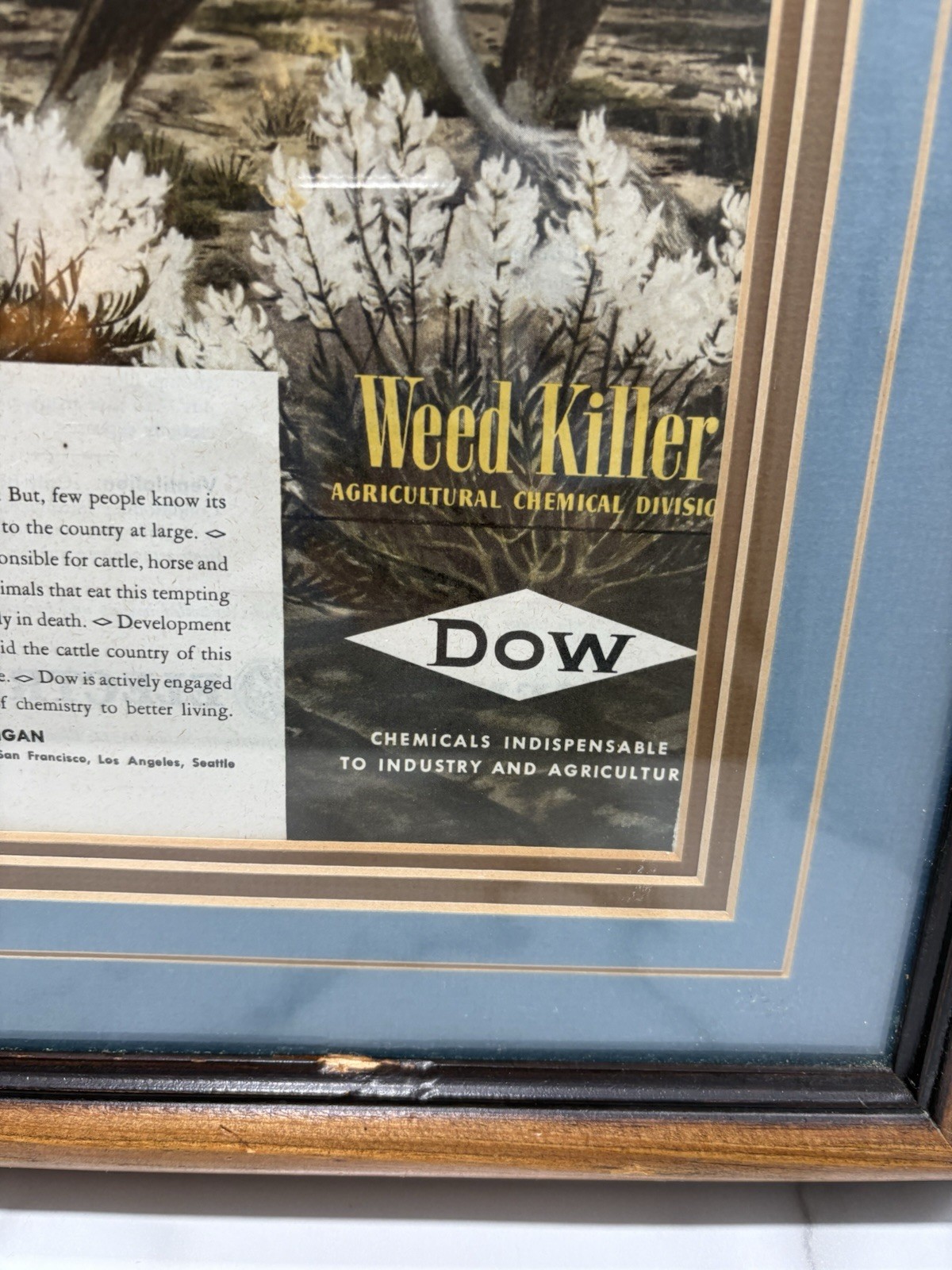 1946 Dow Chemicals Agriculture Division Weed Killer Midland Steer VTG Print Ad