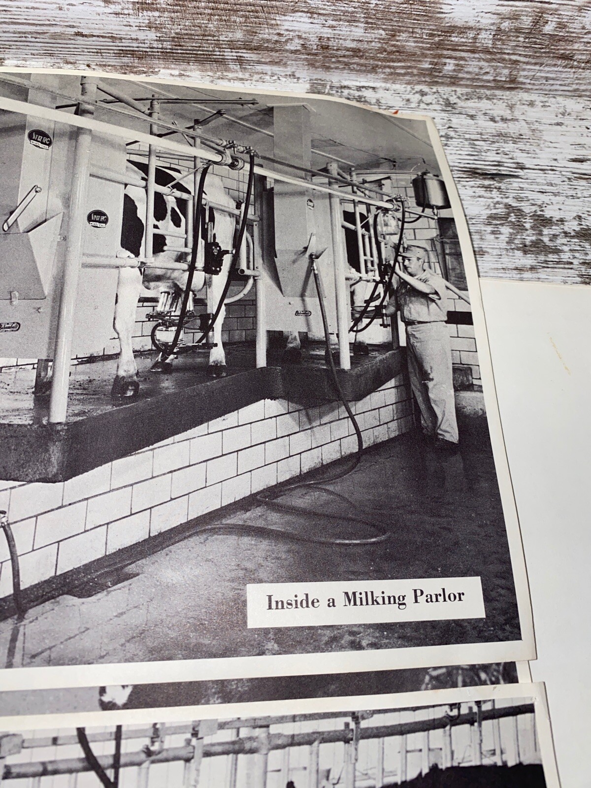 2 Vintage 9×13 Poster Black & White In A Milking Barn Inside A Milking Parlor