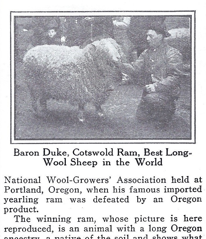 1911 Sheep Raising in Oregon Ad* Baron Duke Cotswold Ram Best in World Long Wool