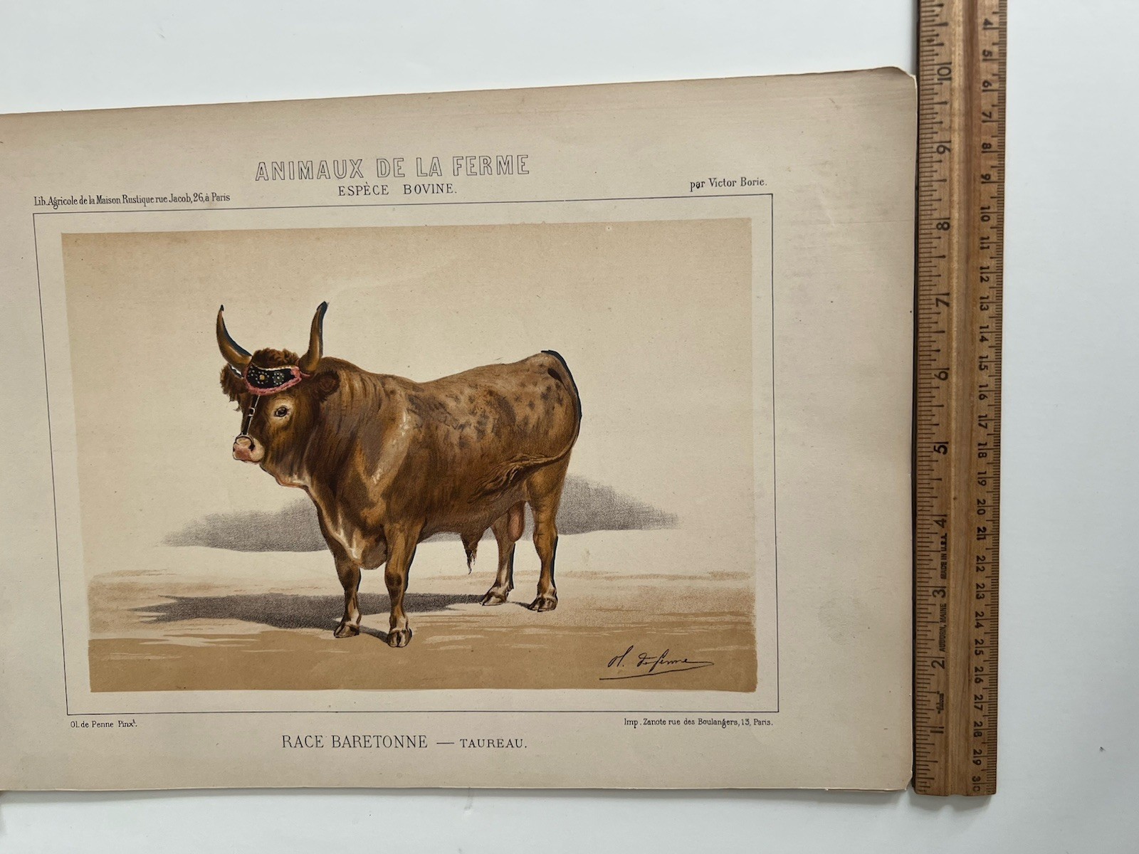 5 Lithographs Of Bovine Species By Victor Borie (1818-1880) Farm Animals II