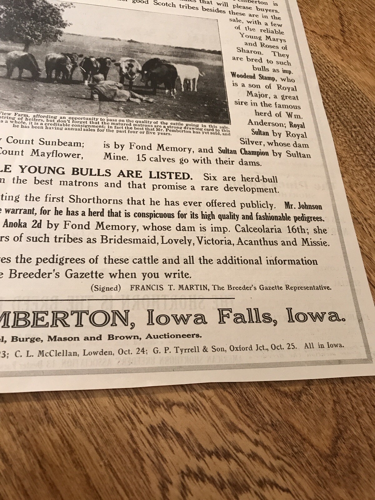 1917 Cattle Livestock Public Sale Poster – Iowa Falls – Iowa – Cow Advertising