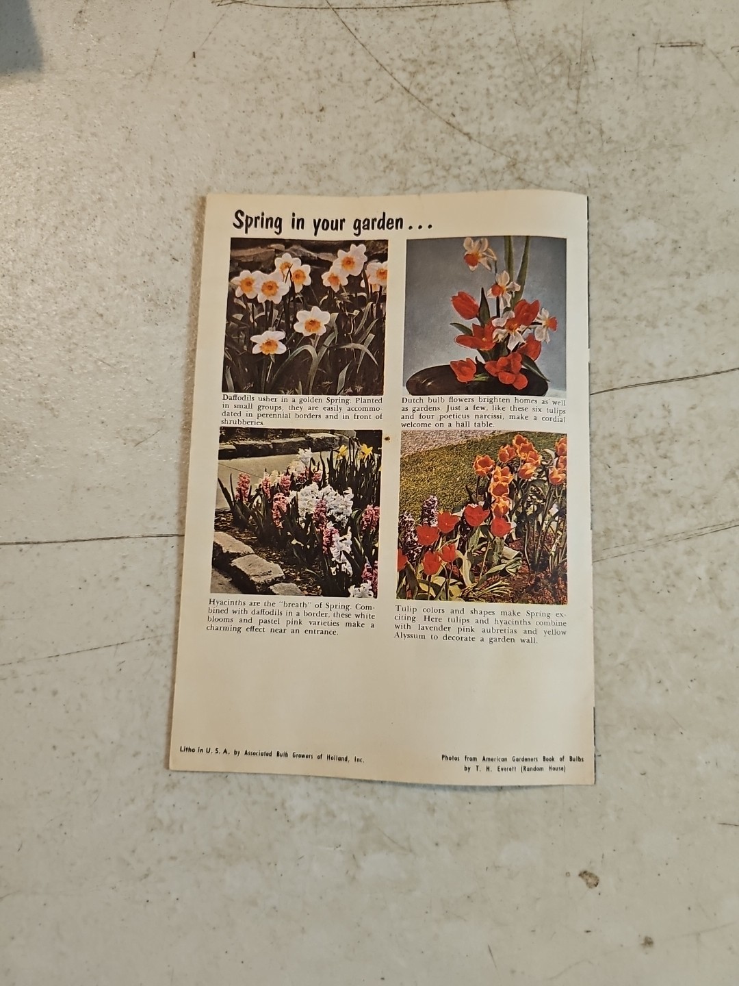 Vintage Associated Bulb Growers of Holland Brochure Dutch Bulbs