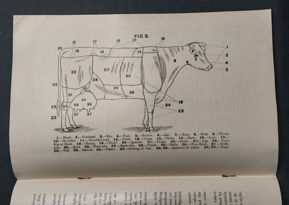1913 Booklet Holstein Friesian Cattle Association Brattleboro VT Scale Of Points