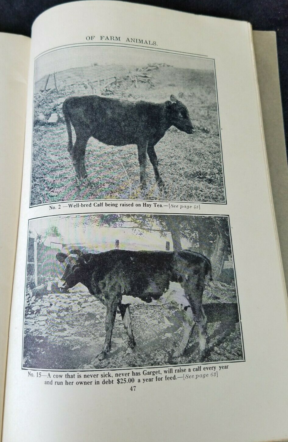 1911 Common Sense Treatment Farm Animals CD Smead National Stockman & Farmer