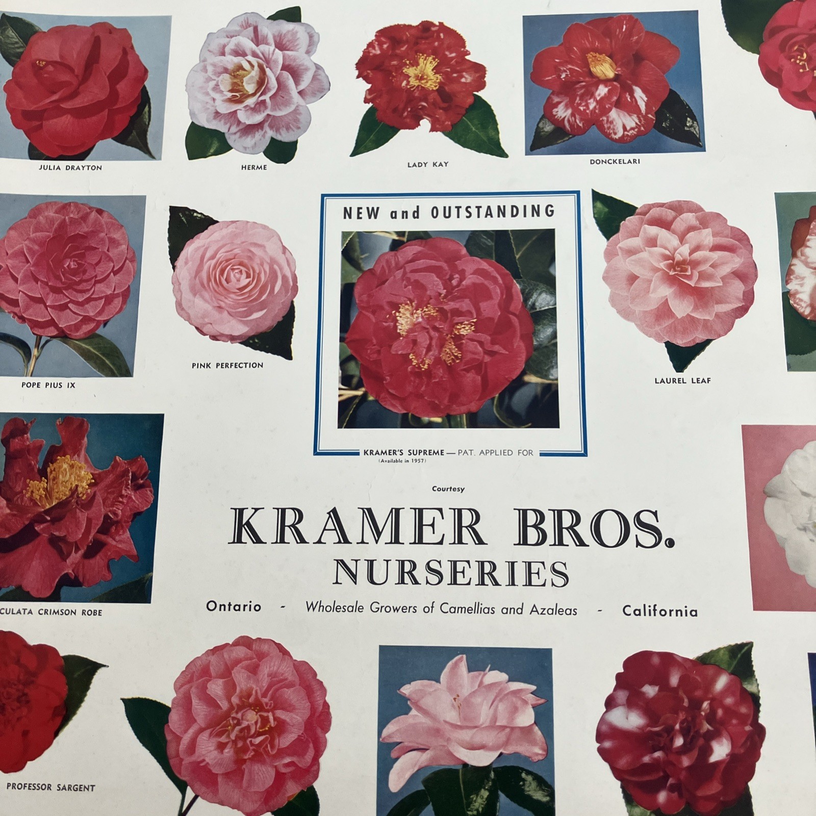 Kramer Brothers nurseries Poster advertising flowers Ontario, CA 1956 Camellias