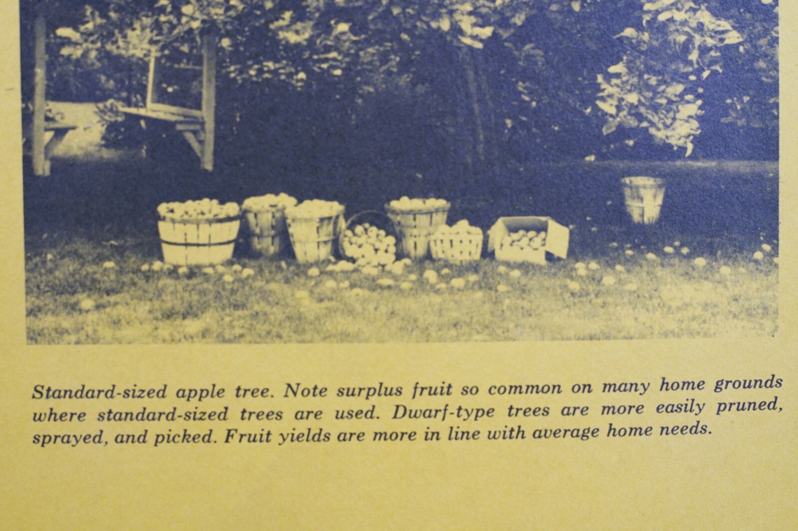 PA State University Tree Fruits for Home Gardener Circular 543 Vintage Brochure
