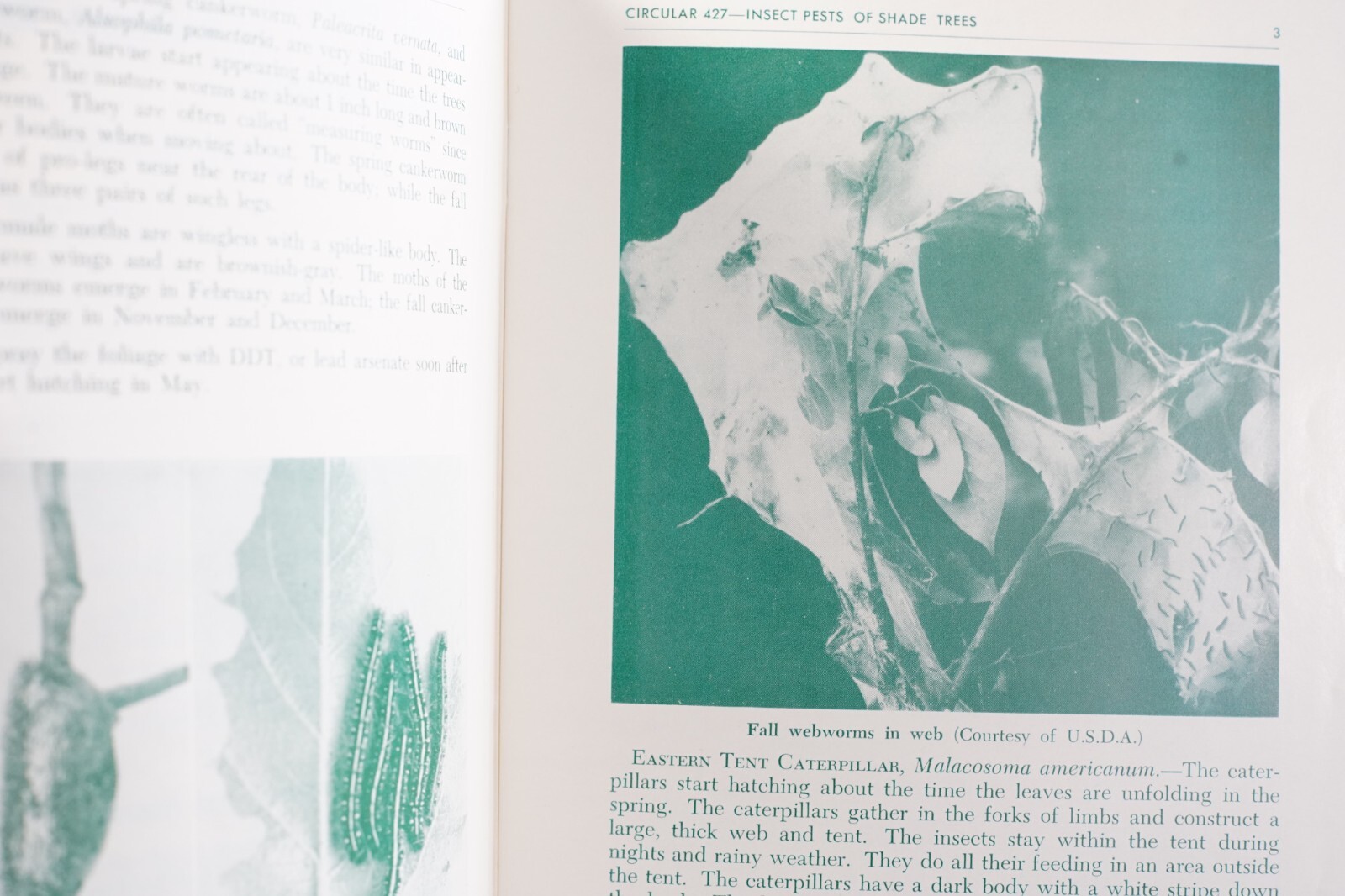 Vintage PA State University Insect Pests Deciduous Shade Trees Agricultural 427
