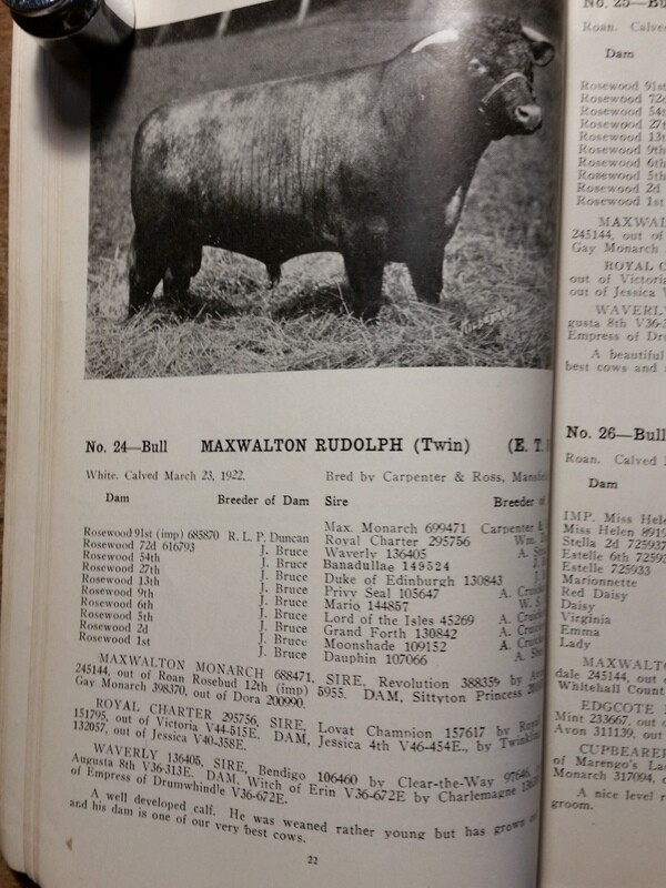 c1923 Maxwalton Herd Carpenter and Ross Cattle Auction Mansfield Ohio OH