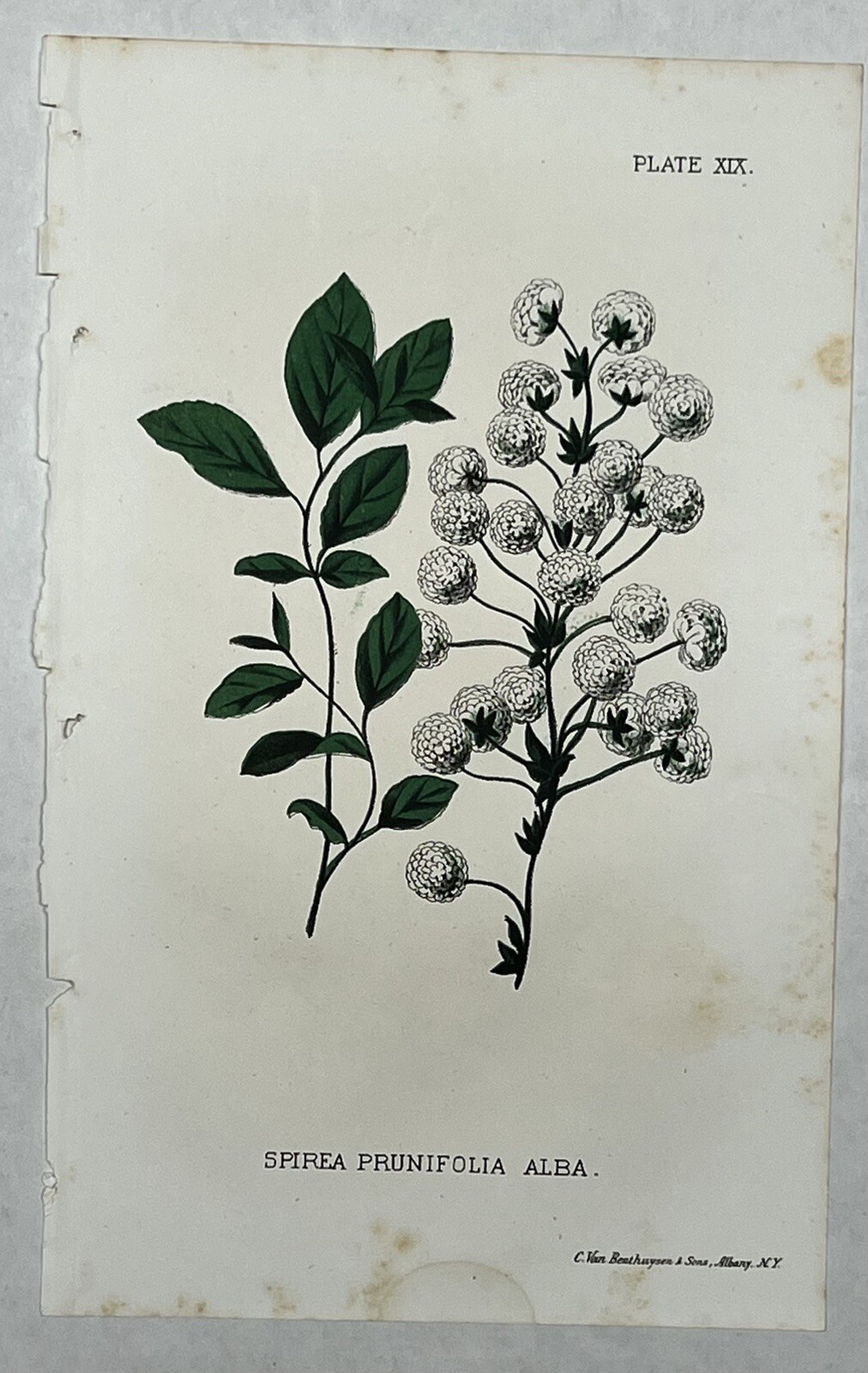 Original C1900 Print Flower Lot,Spirea,Deutzia,Wiegela,Pyrus,Dept of Agriculture