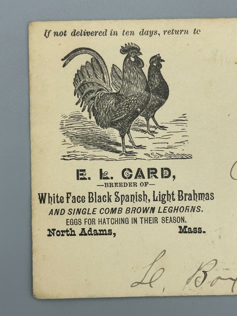 Antique CHICKEN Card LEGHORNS Brahmas Illustrated FARM Advertising POSTAL COVER