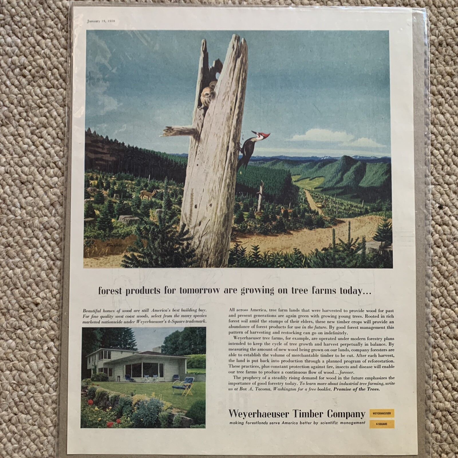 Weyerhaeuser Timber Company January 1958 Ad Homes Animals Land