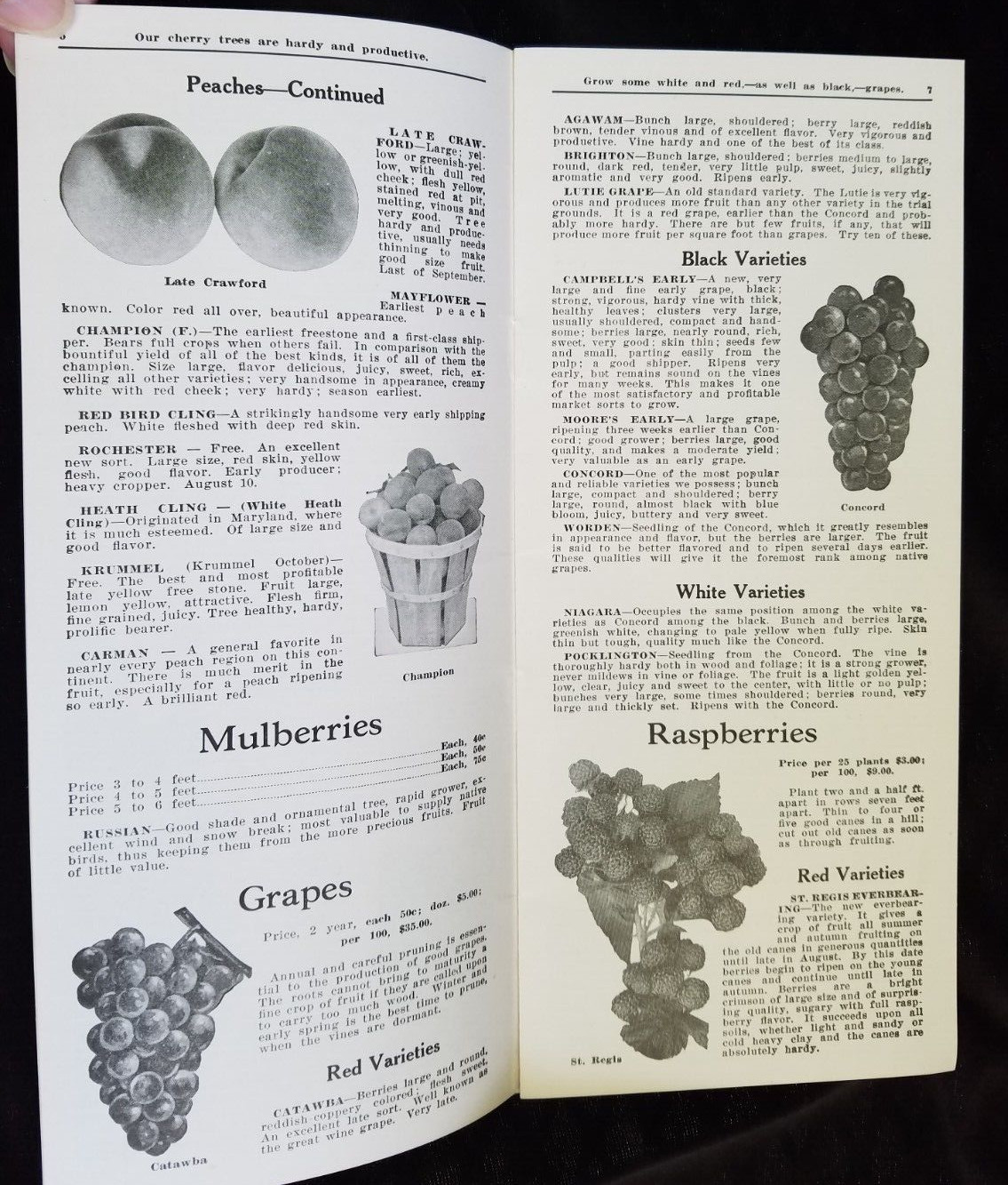 Old Advertising Catalog Page Valley Nurseries Kimball VA Bolen Trees Roses Shrub