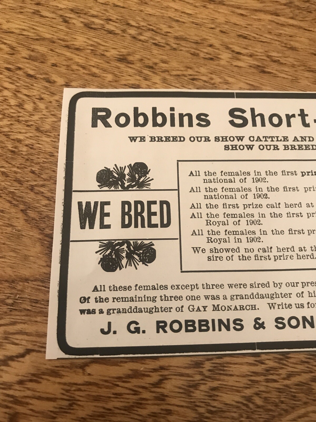 1903 Robbins Shorthorns Cattle Cow Advertising – Horace – Indiana Greensburg