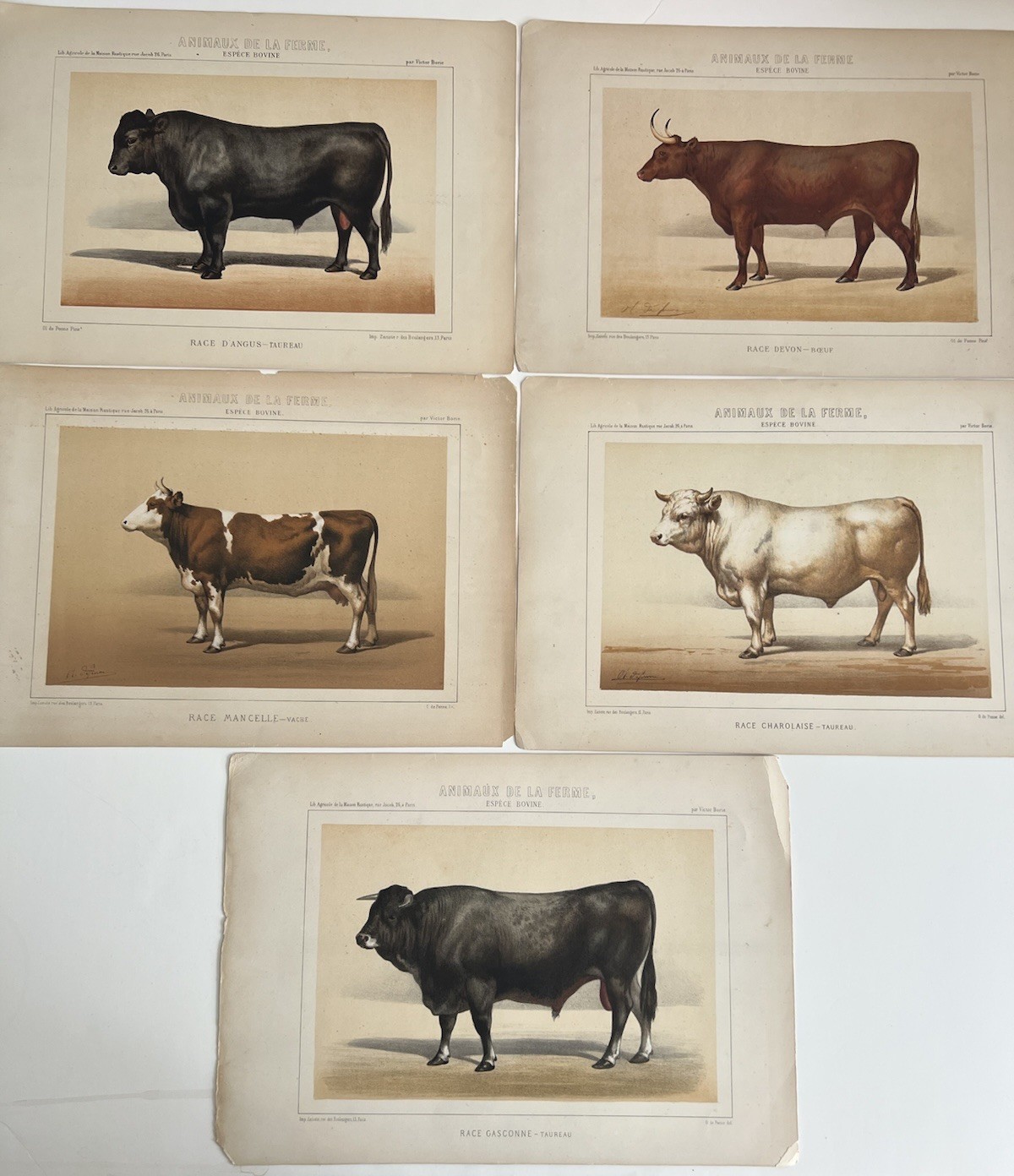 5 Lithographs Prints Of Bovine Species By Victor Borie (1818-1880) Farm Animals
