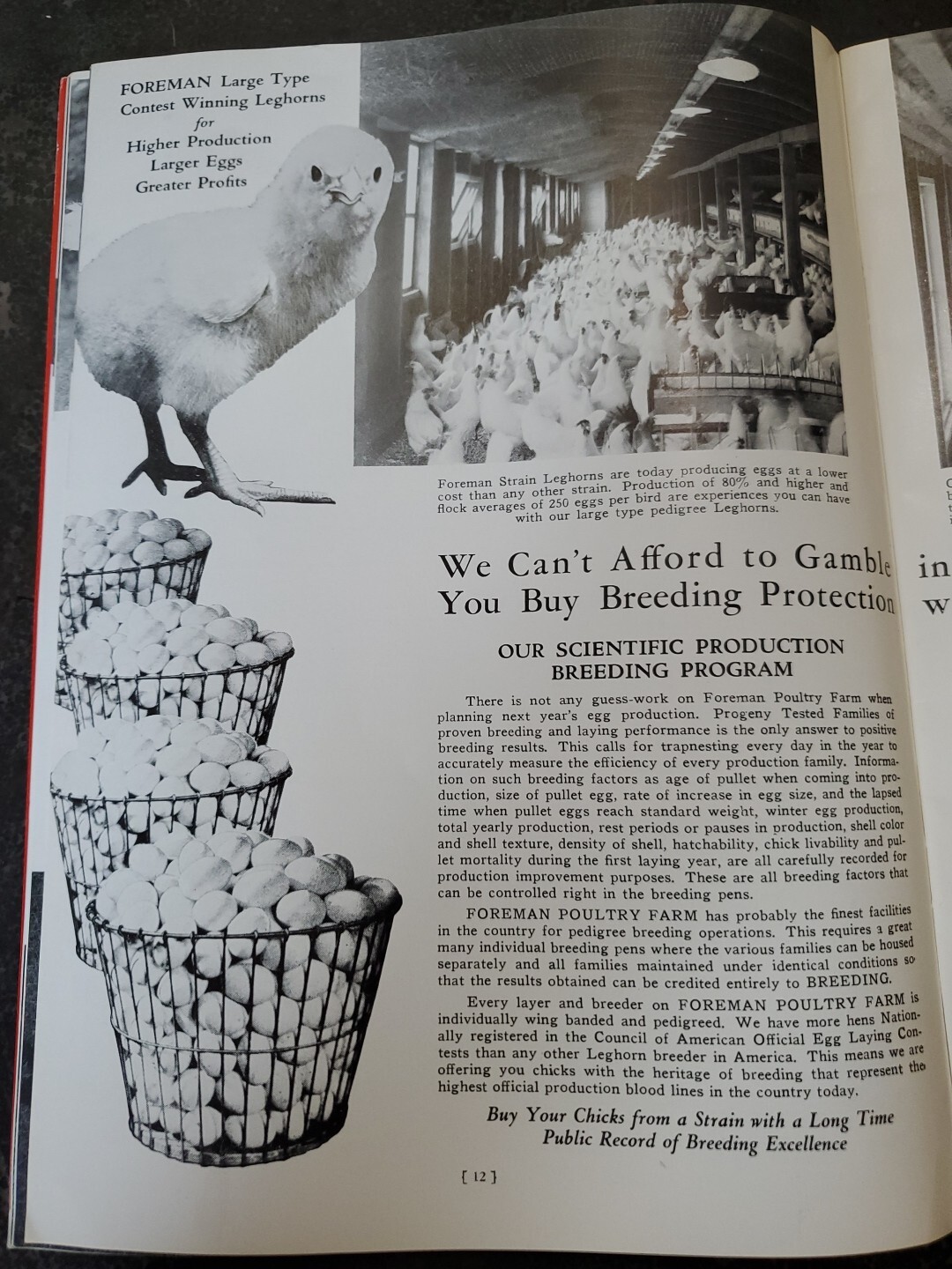 1944 Foreman Poultry Farm Catalog Chickens Beautiful & RARE 🐔