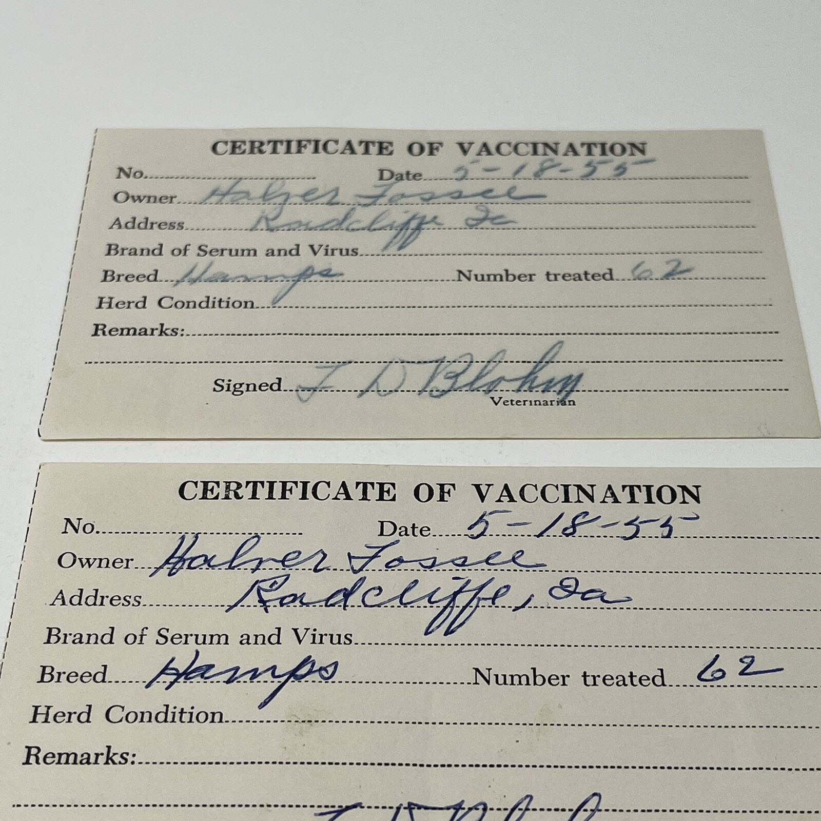 1955 Certificate Of Vaccination Radcliff IA Receipt For 62 Hamps Hampshire Cows