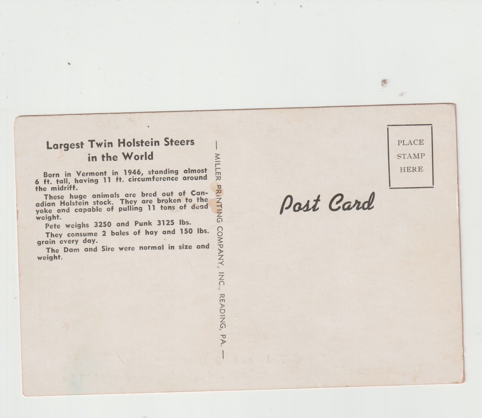 Pete and Punk Biggest Oxen Team Recorded Postcard farm / Oddity
