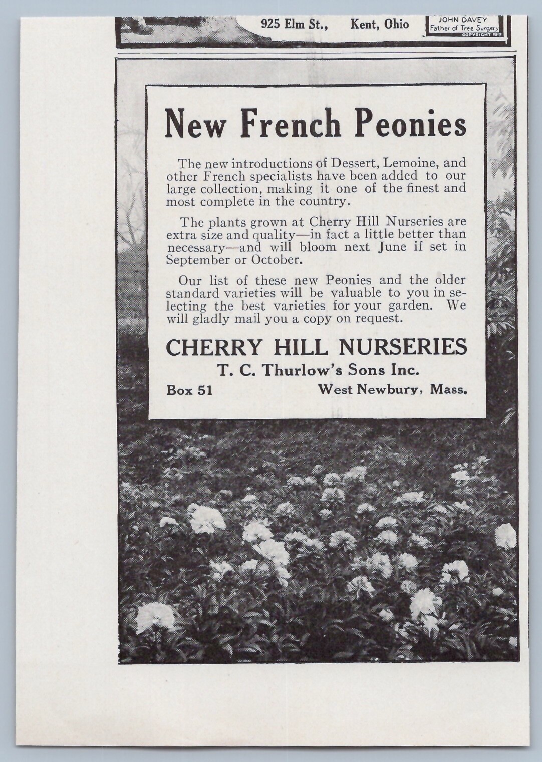 1914 Cherry Hill Nurseries Vintage Ad French Peonies Flowers Plants Gardening