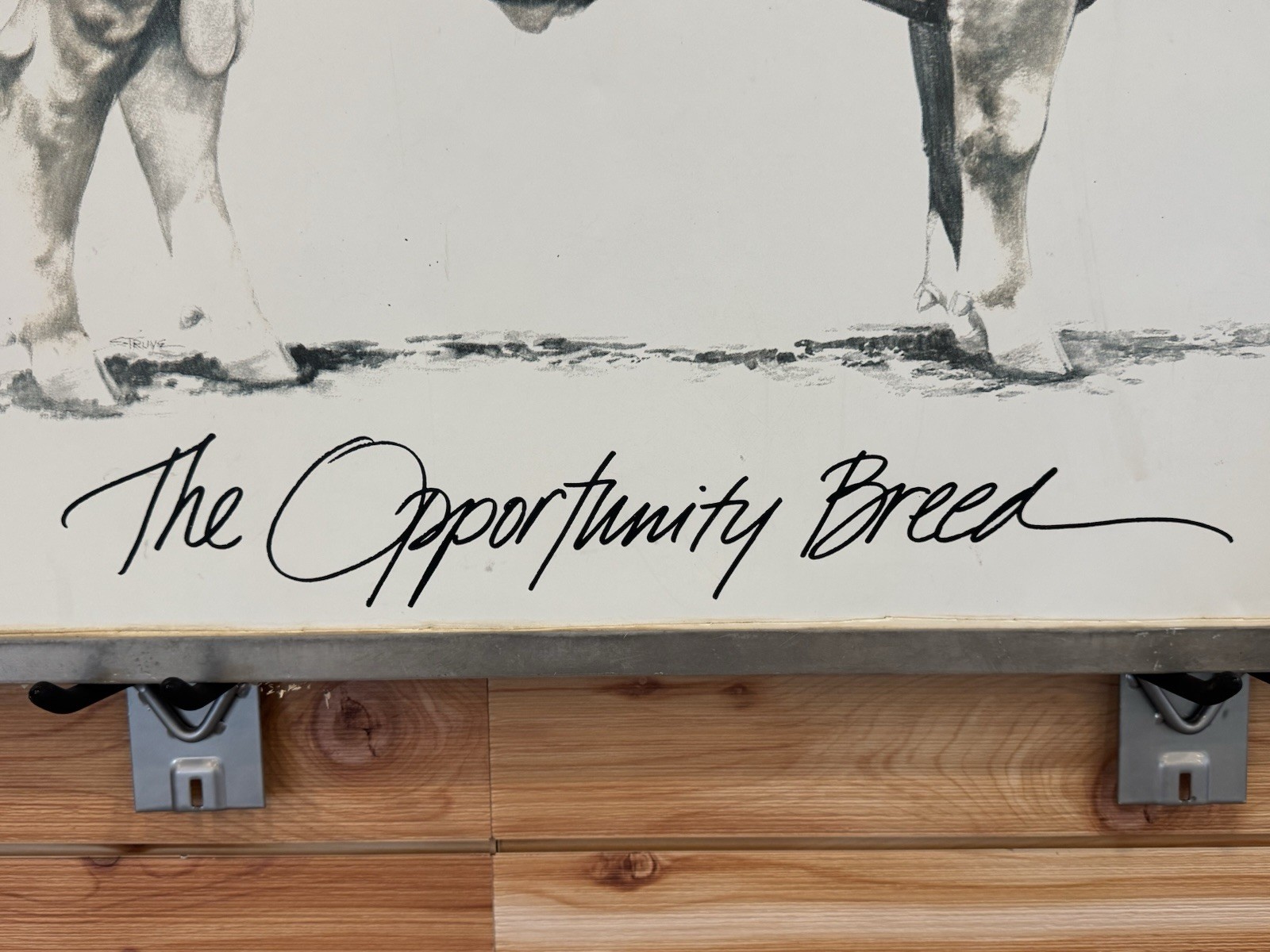 Vintage Limousin Cattle “The Opportunity Breed” Advertising Sign