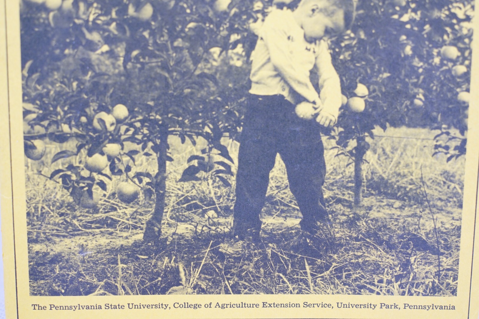 PA State University Tree Fruits for Home Gardener Circular 543 Vintage Brochure