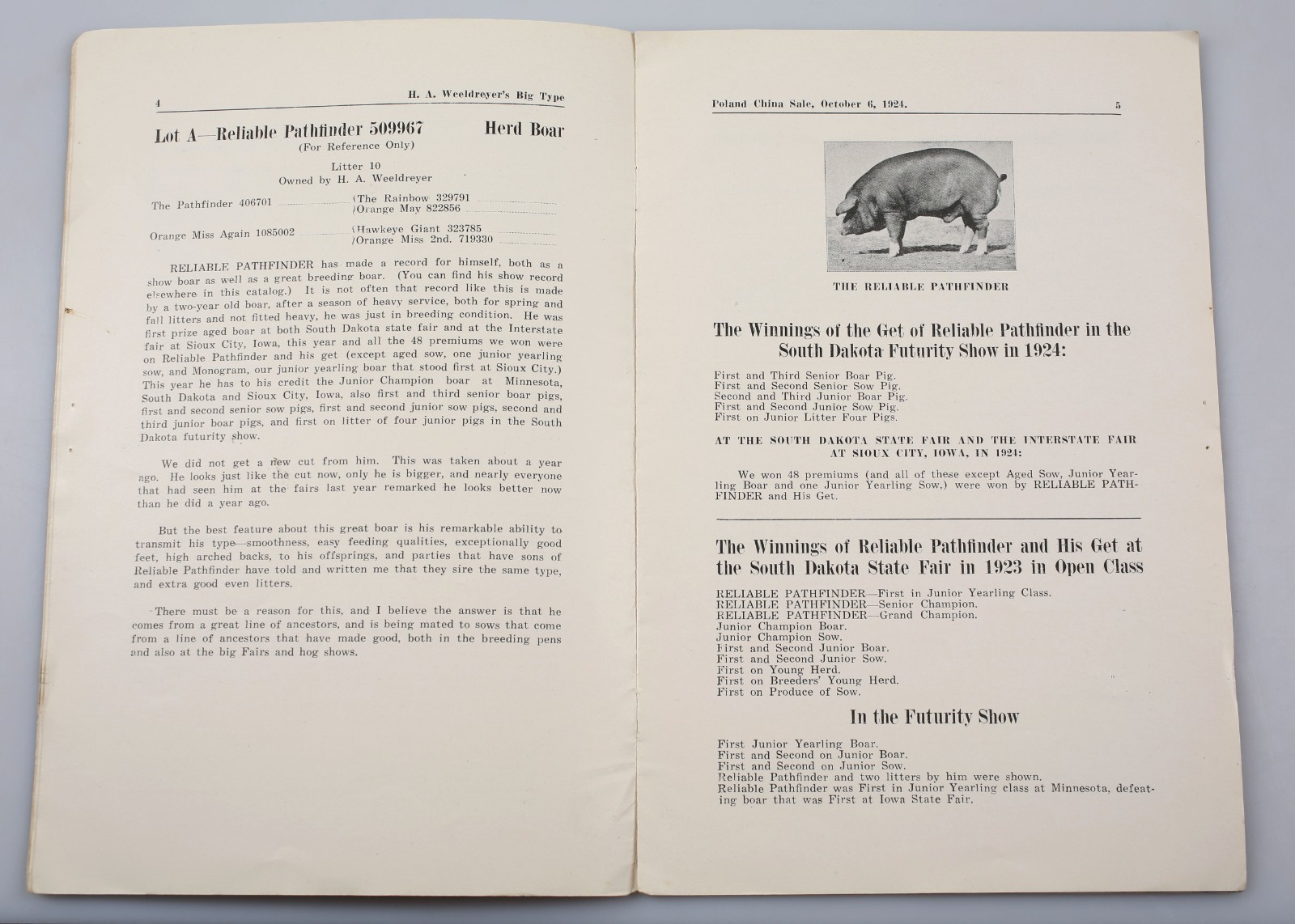 Vintage 1924 Poland China Pig Sale Cholera Immuned Emery South Dakota