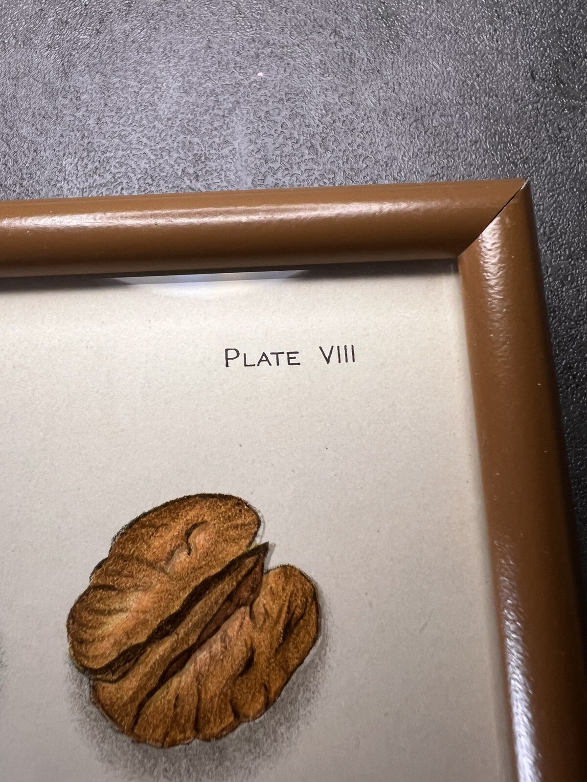 Vtg Yearbook US. Dept Agriculture Framed Pecans Lithograph Plate VIII E.L.Schutt