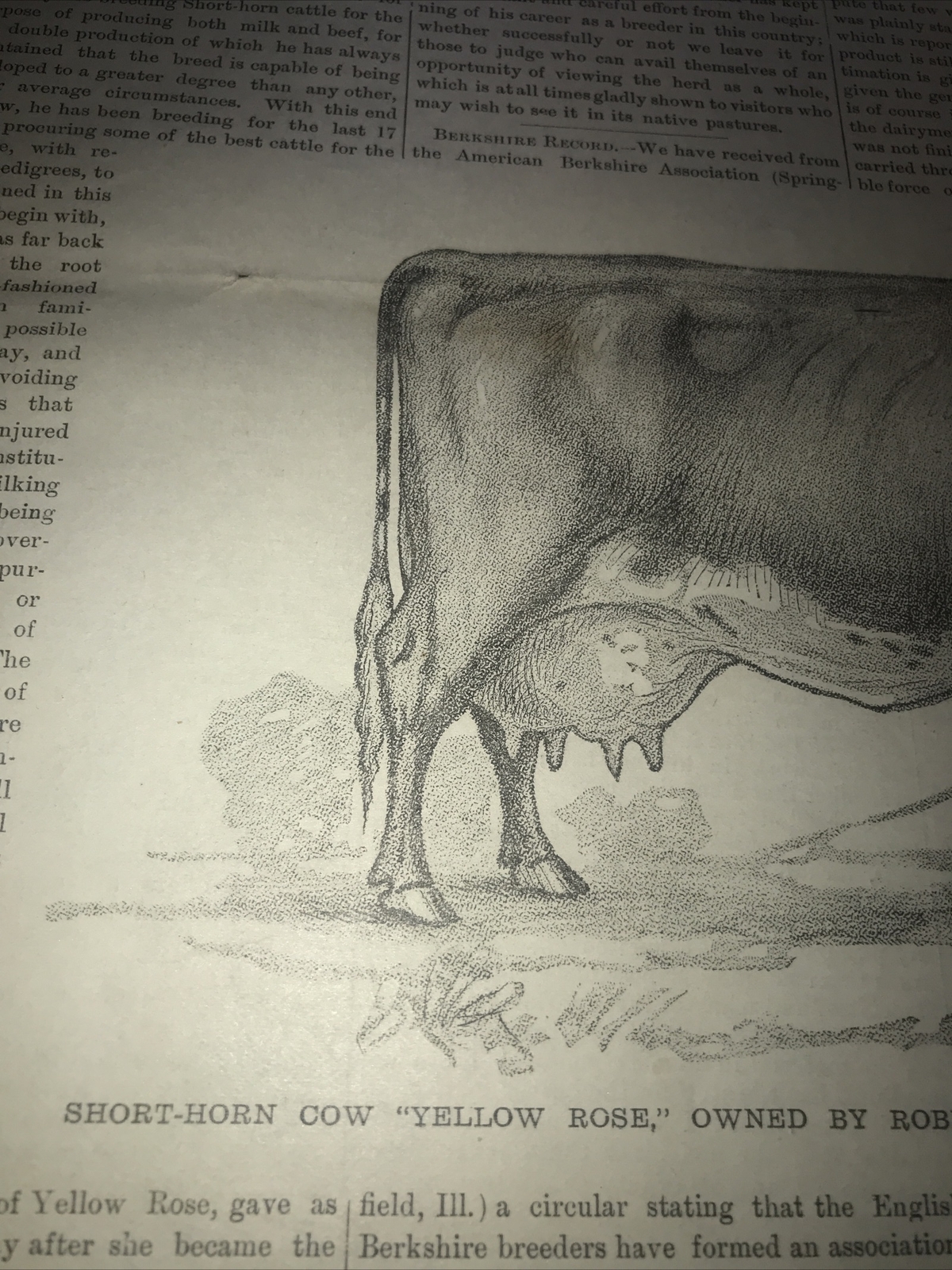1883 Baden Farm Short Cow Advertising & Article – San Mateo County California