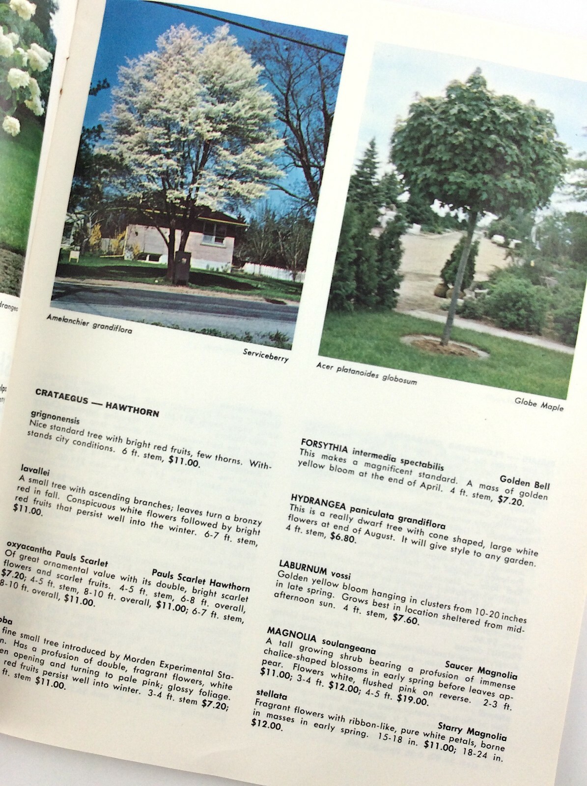 Vintage 1966 Seed Catalog Sheridan Nurseries Limited Ontario Canada Q288
