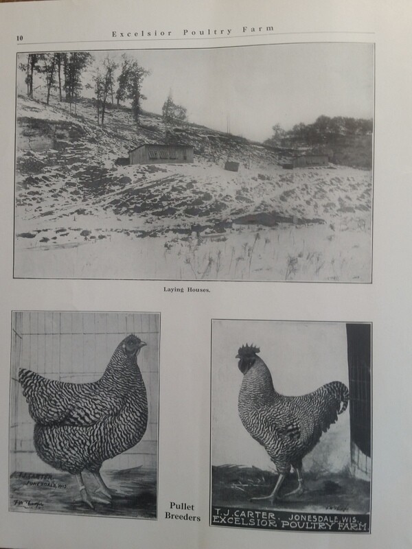 1911 Excelsior Poultry Farm T Carter Jonesdale WI Mineral Point Dodgeville Area