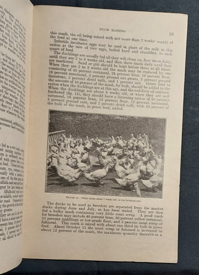1933 US Department Agriculture Farmer&rsquo;s Bulletin 697 Duck Raising Marketing Eggs