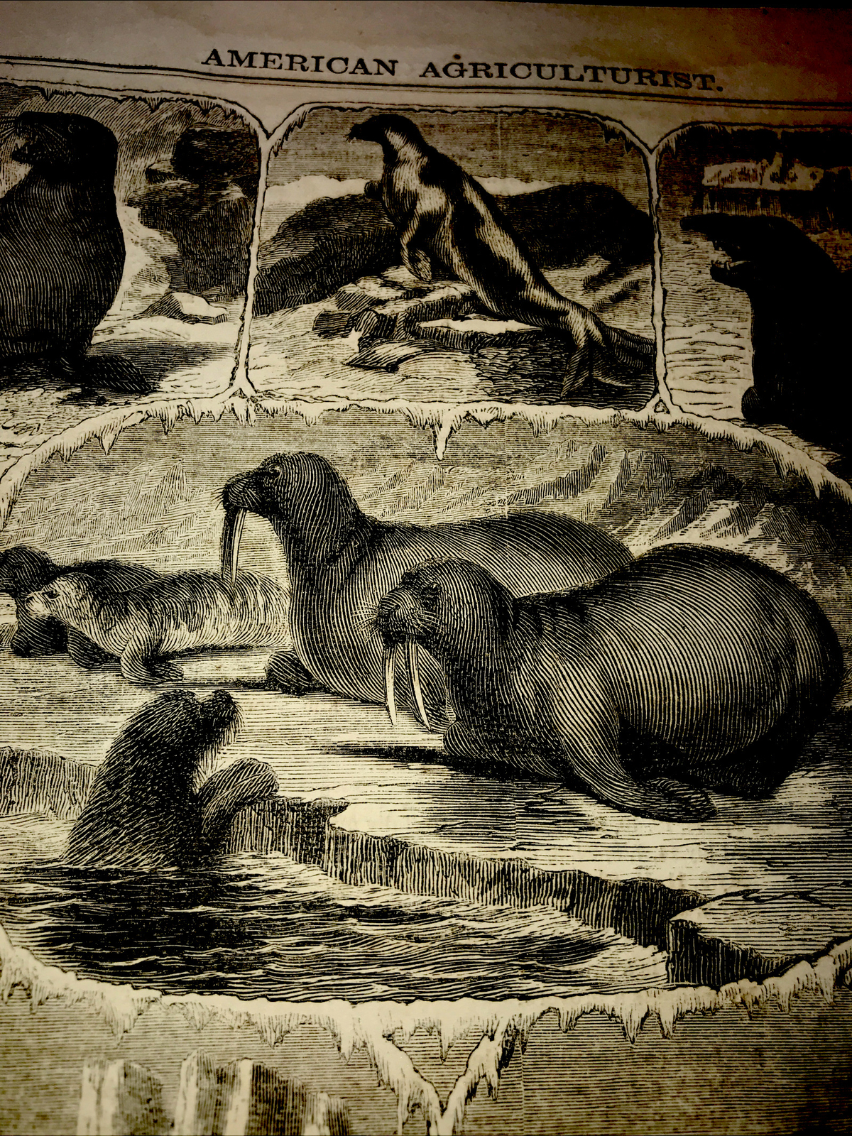 ORIGINAL 1873 ANIMALS OF THE SEAL FAMILY Engraving Advertising