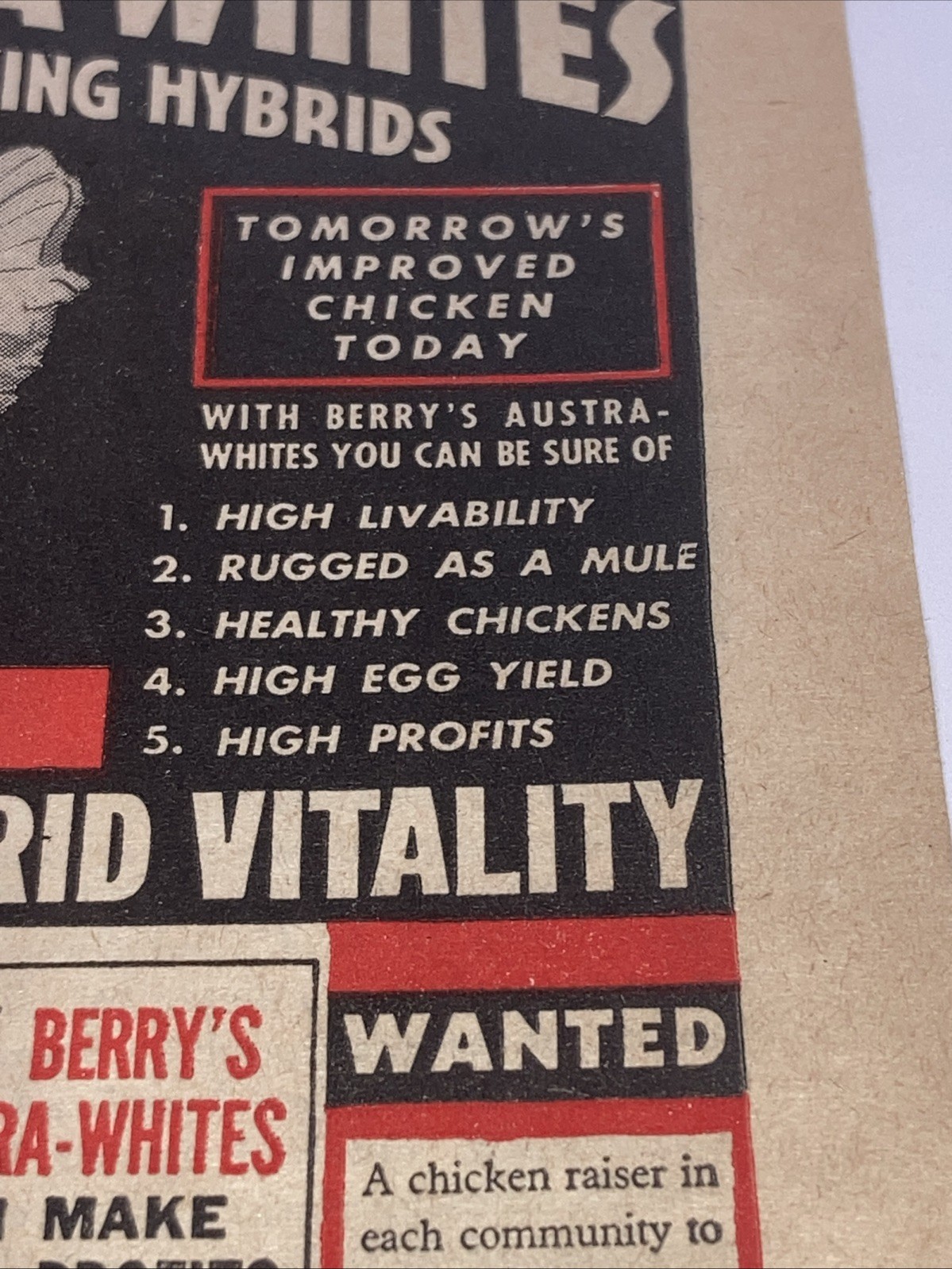 Berry’s Austra-Whites Poultry Vintage Print Ad 1945 5.25”X11” Hybrid Chickens PT
