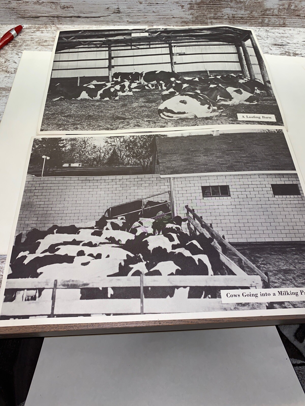 2 Vintage 9×13 Poster Cows Going In A Milking Parlor A Loafing Barn