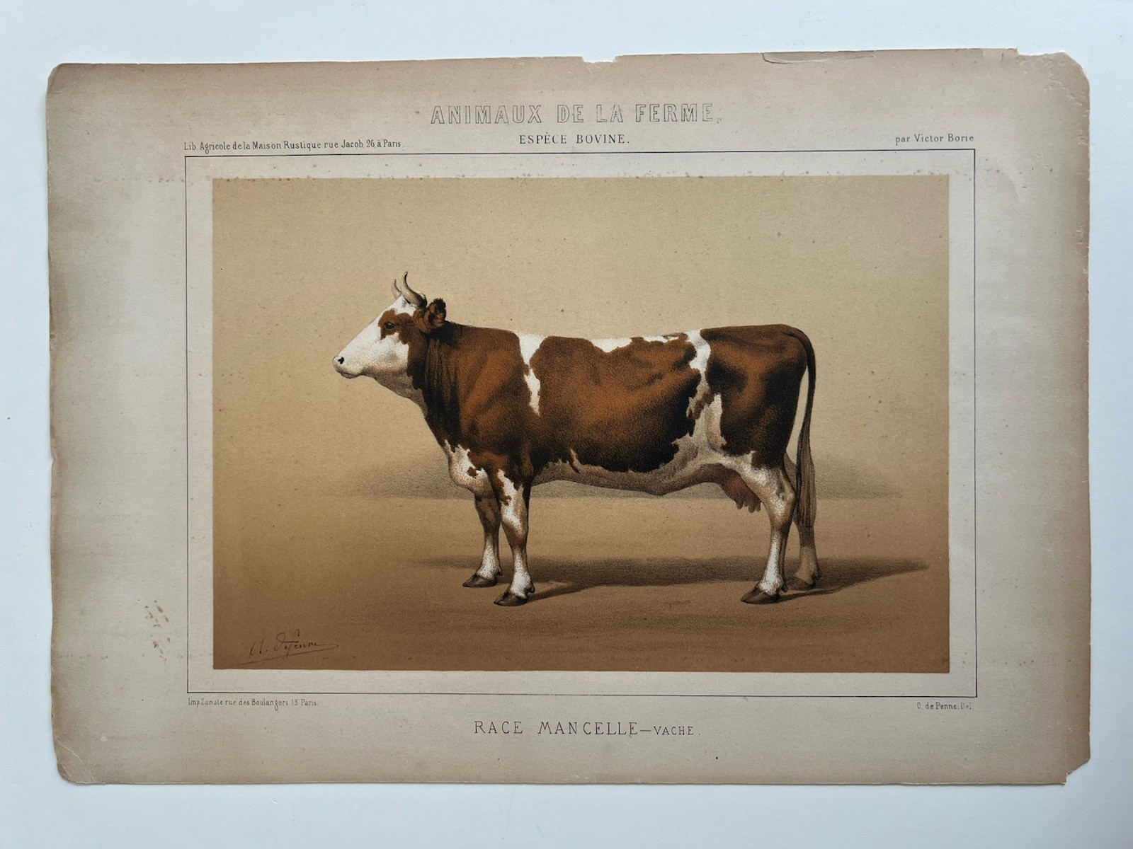 5 Lithographs Prints Of Bovine Species By Victor Borie (1818-1880) Farm Animals